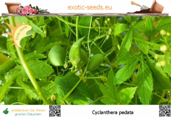Cyclanthera pedata * Inkagurke * 50-1.000 Samen